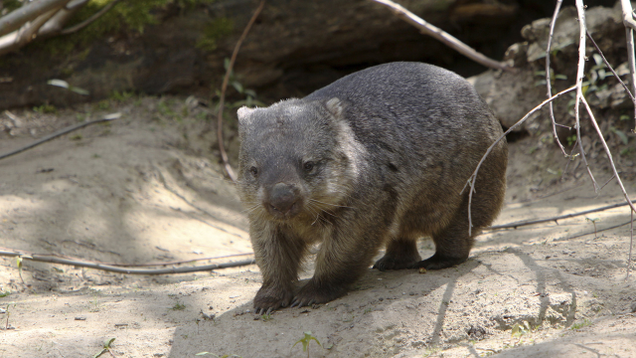 Illustration for article titled 8 Marsupials We’re Just Going To Throw Out Unless Bindi Irwin Wants Them